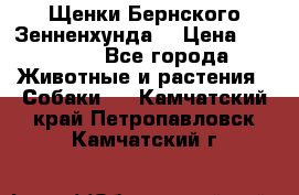 Щенки Бернского Зенненхунда  › Цена ­ 40 000 - Все города Животные и растения » Собаки   . Камчатский край,Петропавловск-Камчатский г.